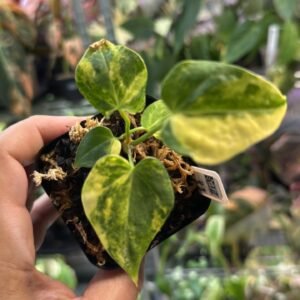 0378 Anthurium Clarinervium Variegated
