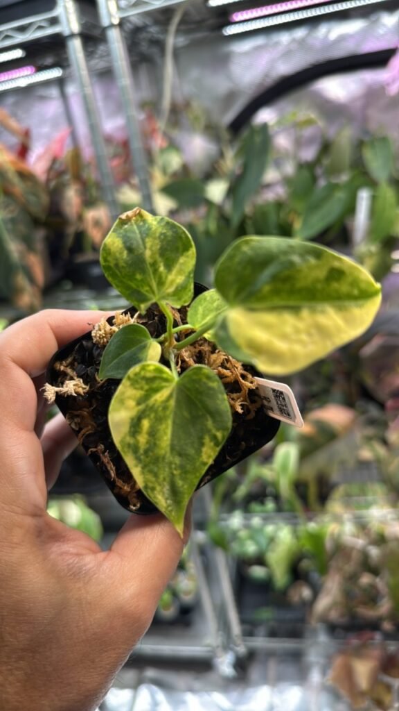 0378 Anthurium Clarinervium Variegated