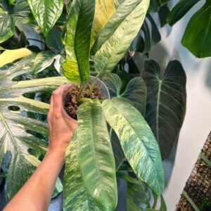 Epipremnum Giganteum Tricolor