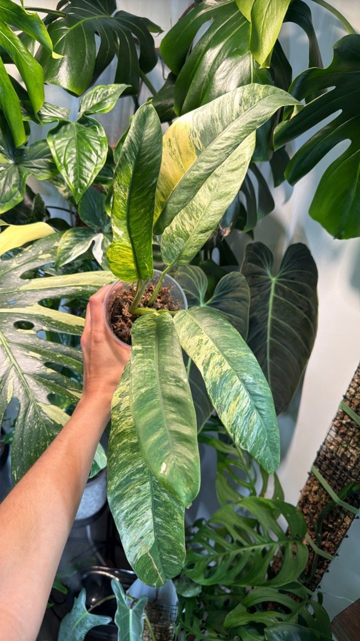 Epipremnum Giganteum Tricolor
