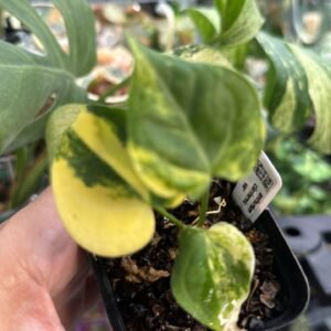 364 Anthurium Clarinervium Variegated