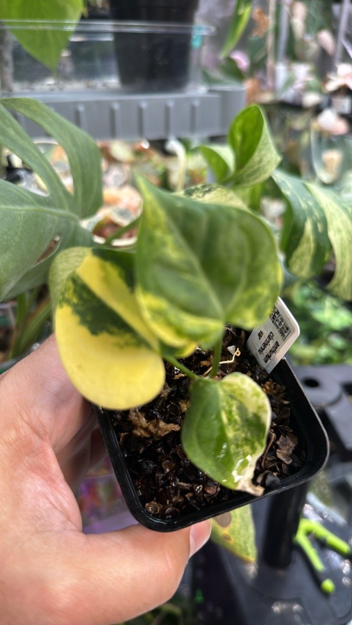 364 Anthurium Clarinervium Variegated