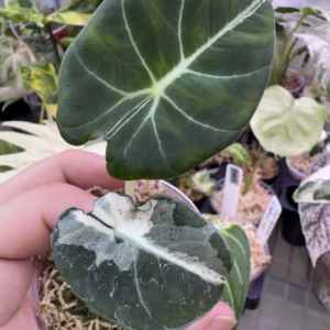 alocasia black velvet dalmatian variegated