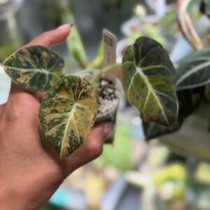 Alocasia Black Velvet Gold #454