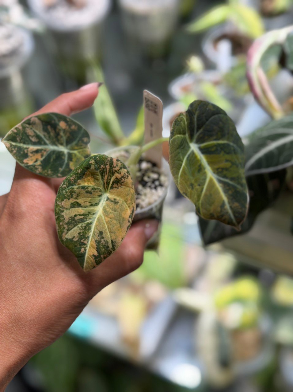 Alocasia Black Velvet Gold #454