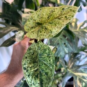 Alocasia Dragon Scale Mint Variegated – Exact Plant #001
