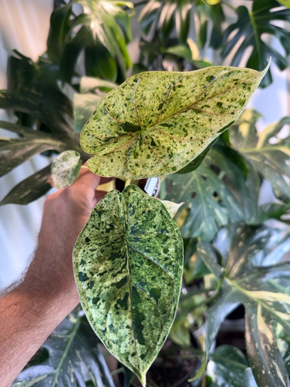 Alocasia Dragon Scale Mint Variegated – Exact Plant #001
