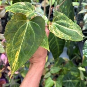Anthurium (Besseae aff. x Papillilaminum) #535