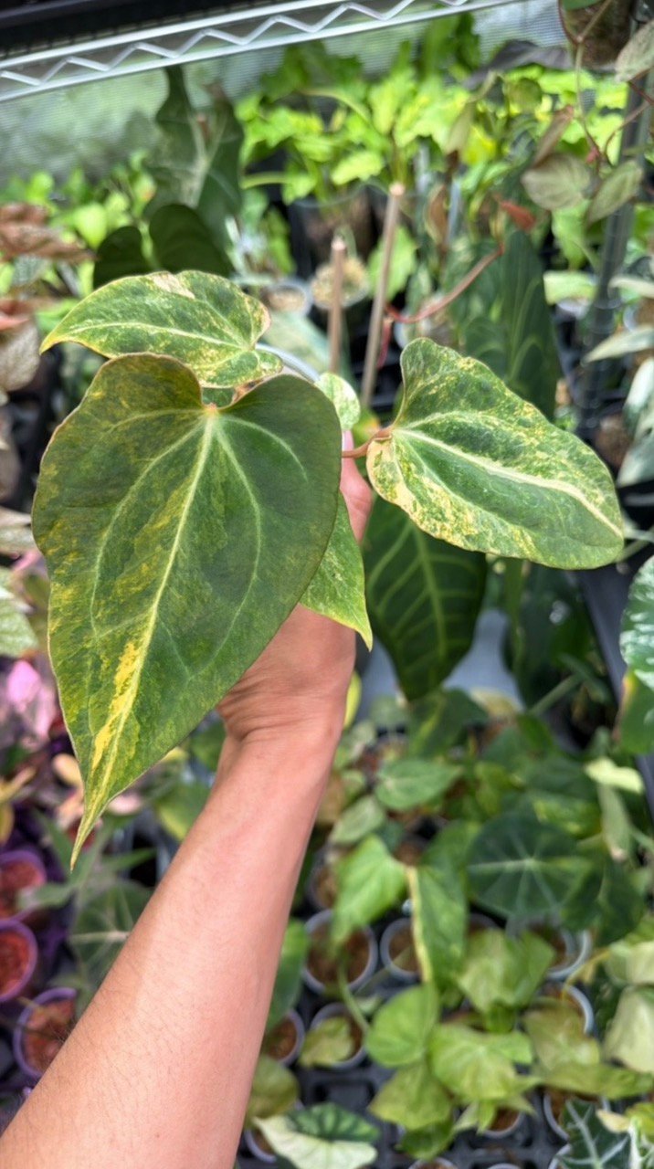 Anthurium (Besseae aff. x Papillilaminum) #535