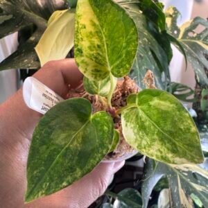Anthurium Black Sunset (Black Venum x Megatron) x Green Sunrise (Megatron x Silvar Star)