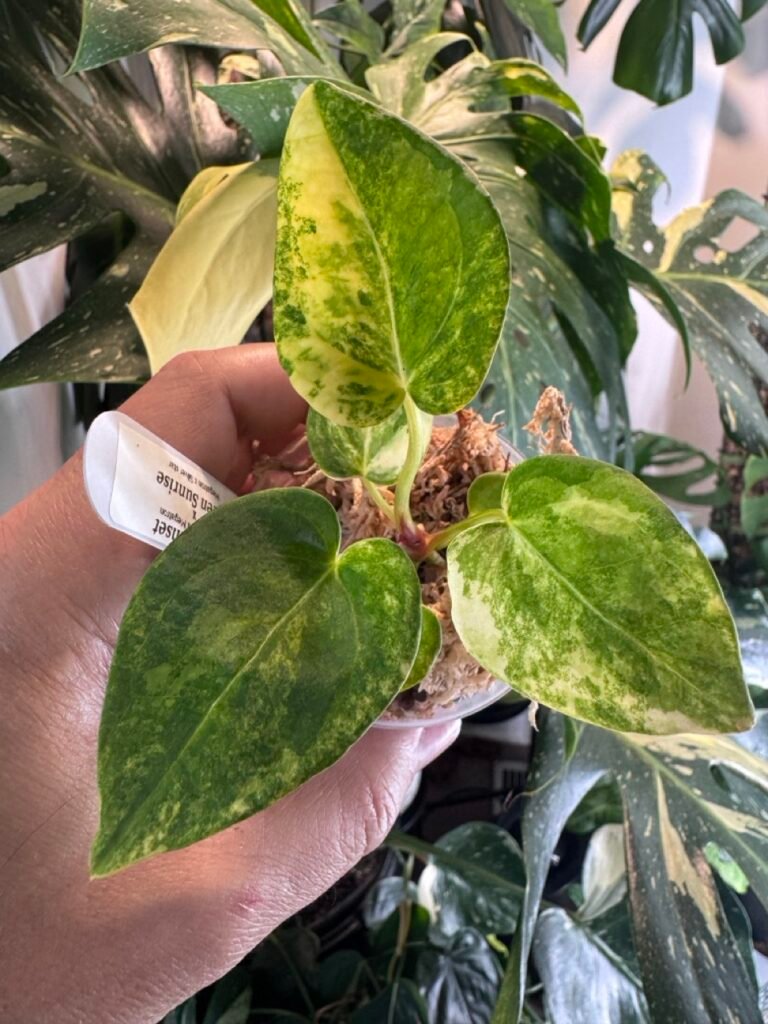 Anthurium Black Sunset (Black Venum x Megatron) x Green Sunrise (Megatron x Silvar Star)
