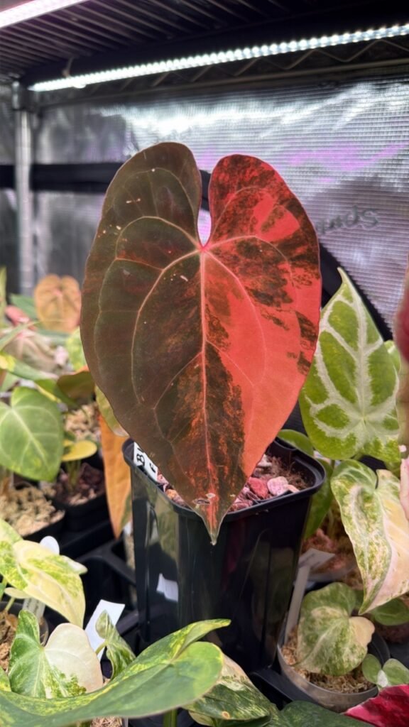 Anthurium Black Venom x Fort Sherman x Ralph Lynam Variegated plant