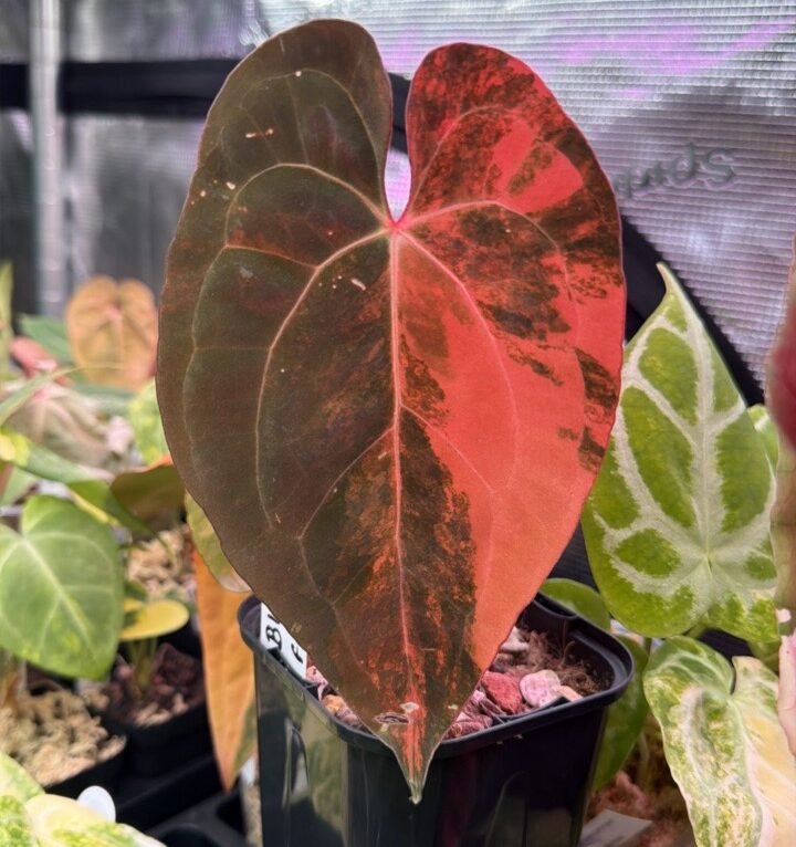 Anthurium Black Venom x Fort Sherman x Ralph Lynam Variegated plant