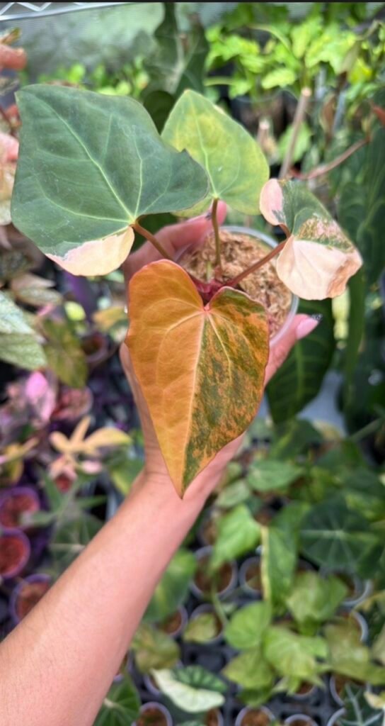 Anthurium (Black Venom x Red Vein Dark Phoenix