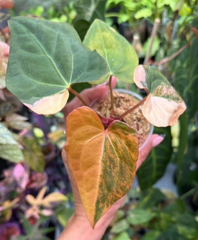 Anthurium (Black Venom x Red Vein Dark Phoenix