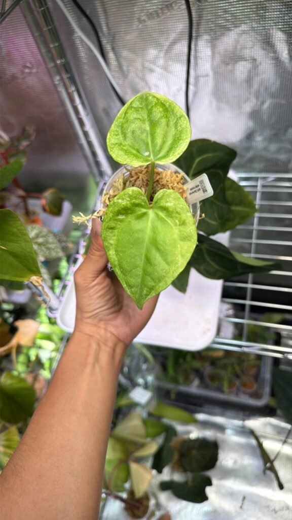 Anthurium Clarinervium White monster