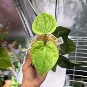 Anthurium Clarinervium White monster