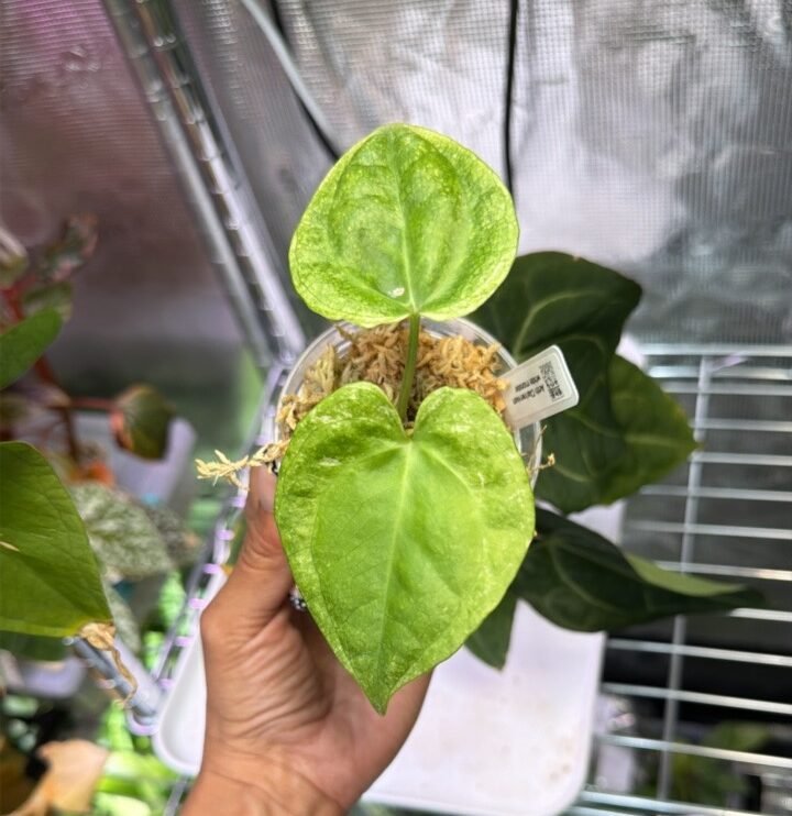 Anthurium Clarinervium White monster