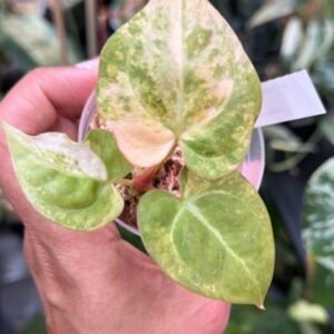 Anthurium Doriyaki Silver Variegated x Red Crystallinum #534