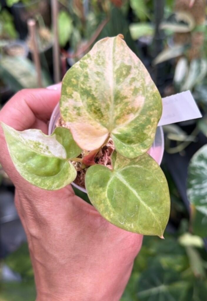 Anthurium Doriyaki Silver Variegated x Red Crystallinum #534