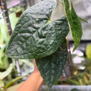 Anthurium Luxurians Selfing