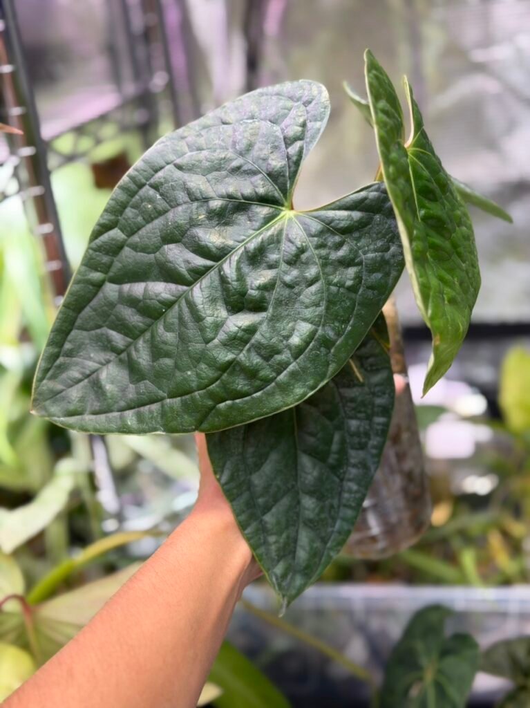 Anthurium Luxurians Selfing