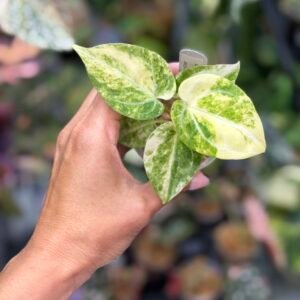 Anthurium Magnificum Silver x King of Spades #542