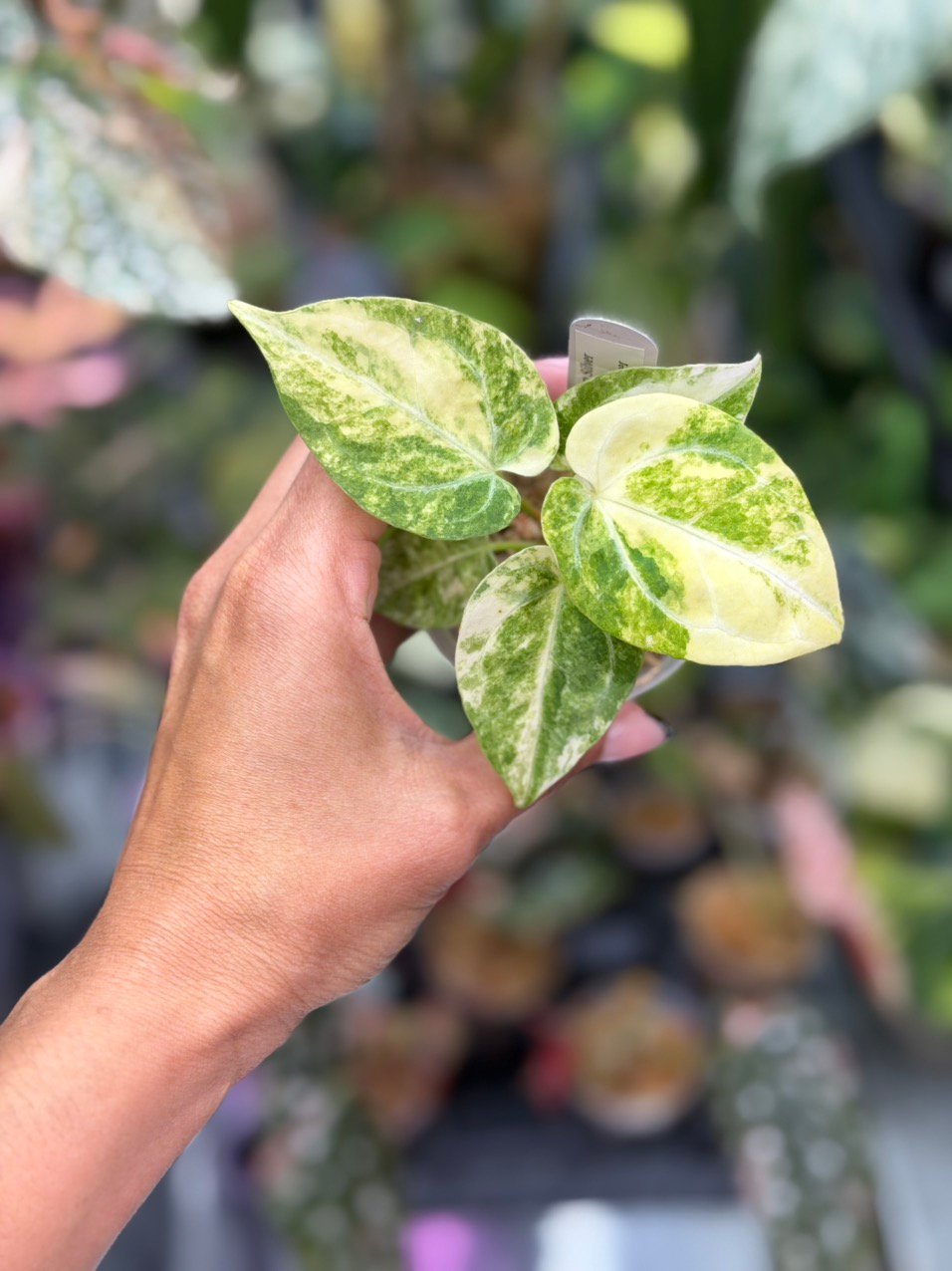 Anthurium Magnificum Silver x King of Spades #542