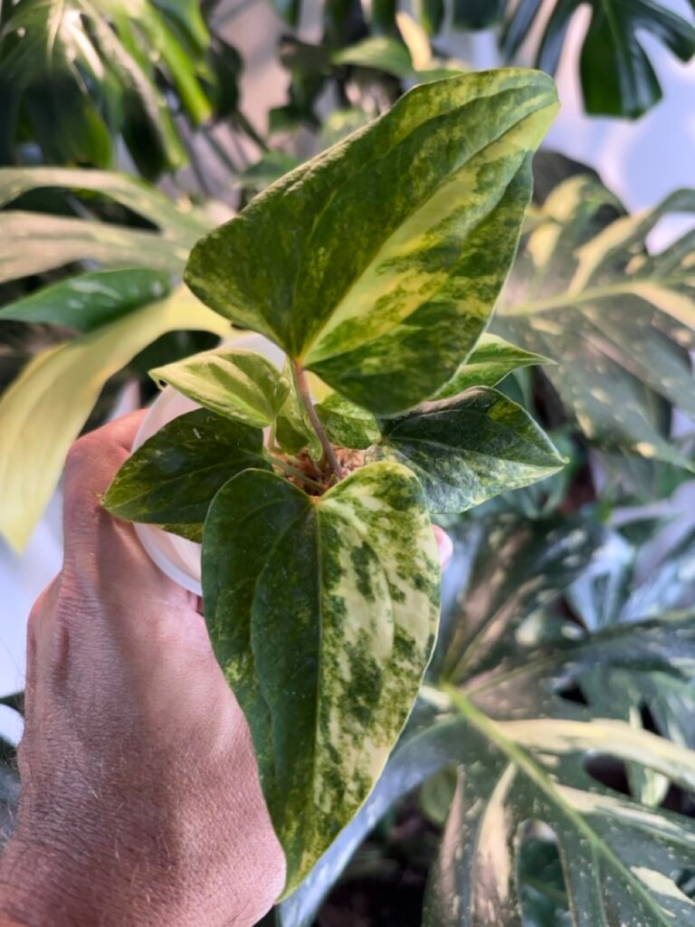 Anthurium Nigrolaminum Hybrid Variegated #537