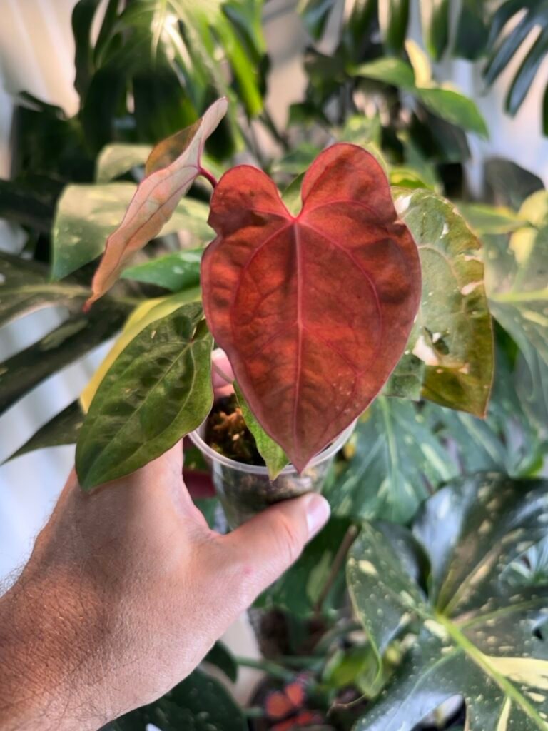 Anthurium Papillilaminum Hybrid Variegated #556