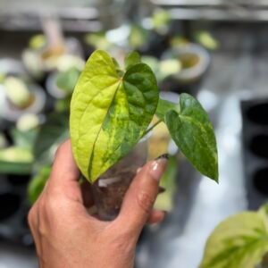 Anthurium Papillilaminum varigated X Red dark phoenix 1