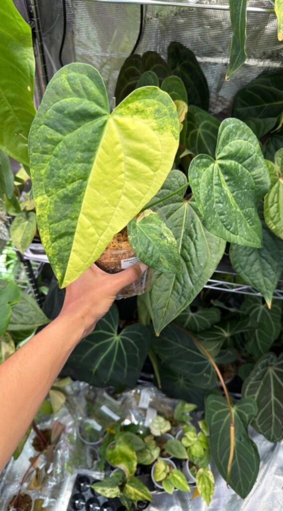 Anthurium (Predatorium Aurea x Crystallinum
