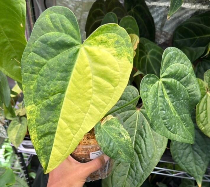Anthurium (Predatorium Aurea x Crystallinum