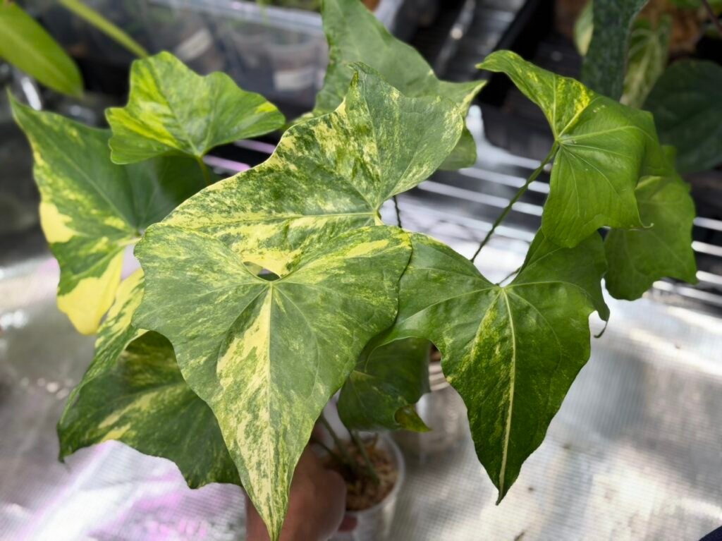 Anthurium Pterodactyl Variegated