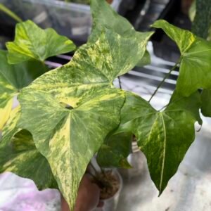 Anthurium Pterodactyl Variegated