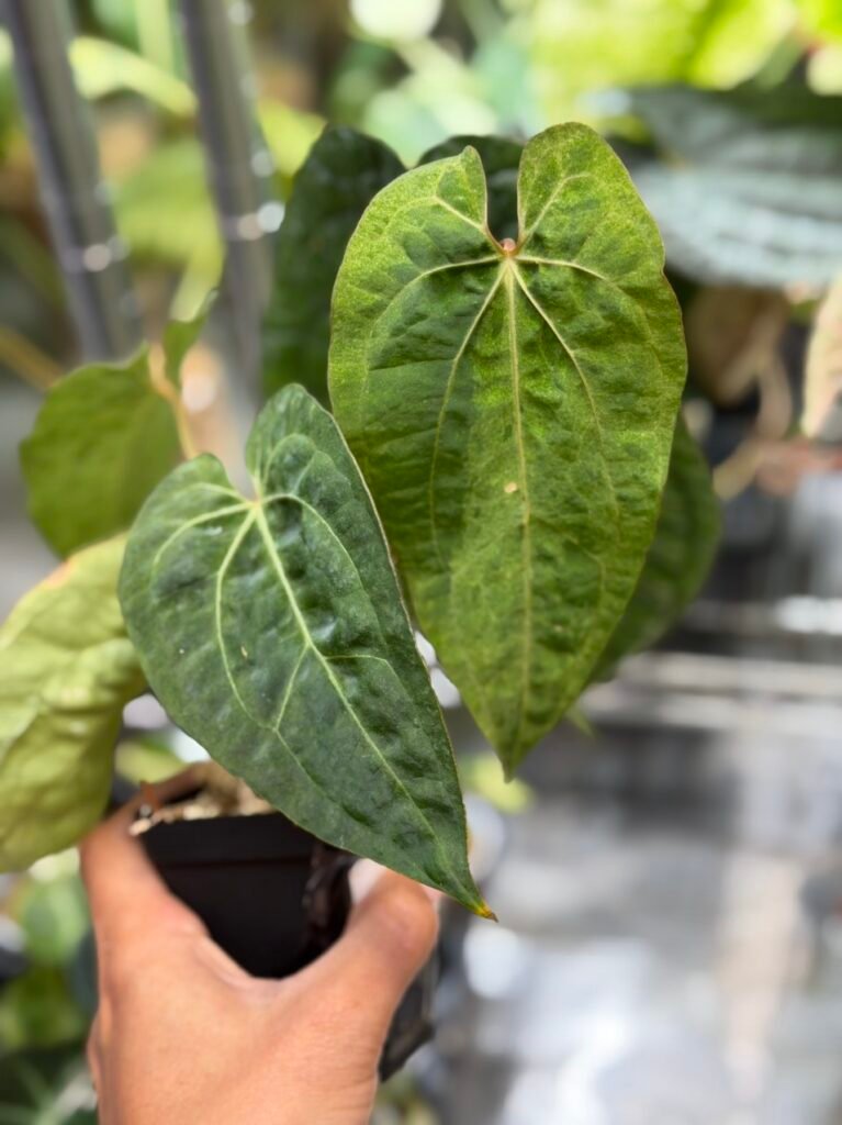 Anthurium Supermassive x Warocqueanum X Papillilaminum X-1 Variegated