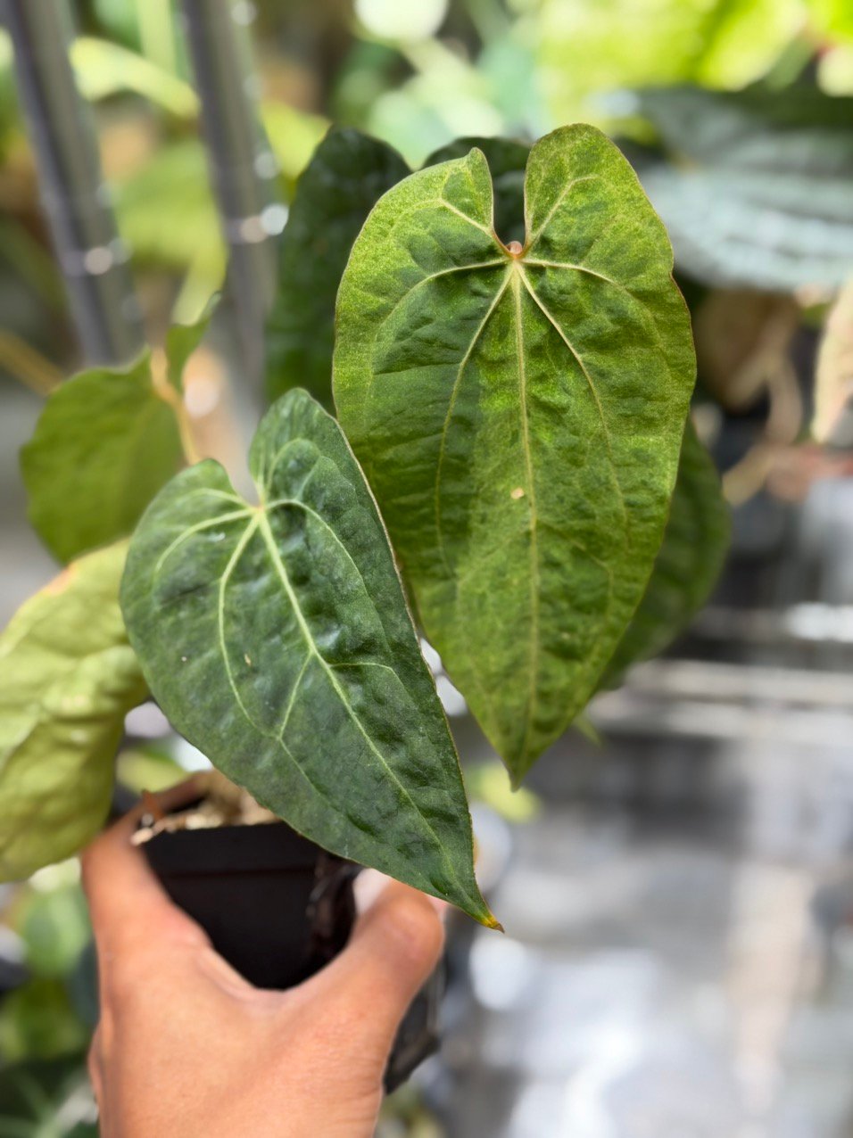 Anthurium Supermassive x Warocqueanum X Papillilaminum X-1 Variegated