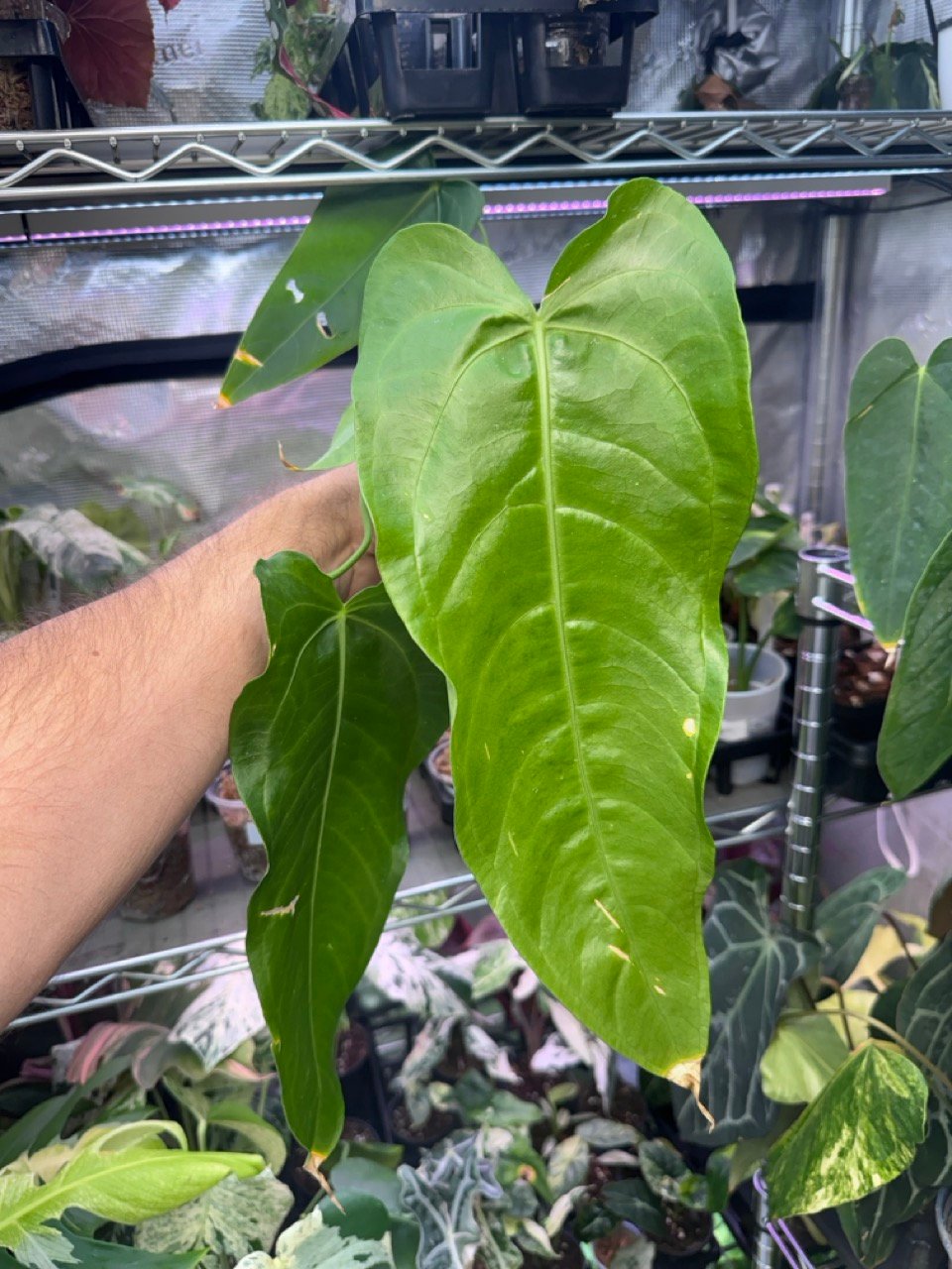 Anthurium Veitchii x Warocqueanum