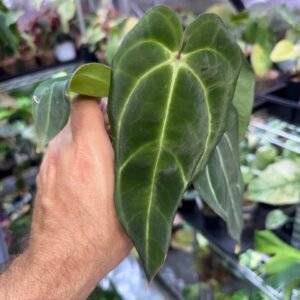 Anthurium Zara x Michelle x Carlablackiae
