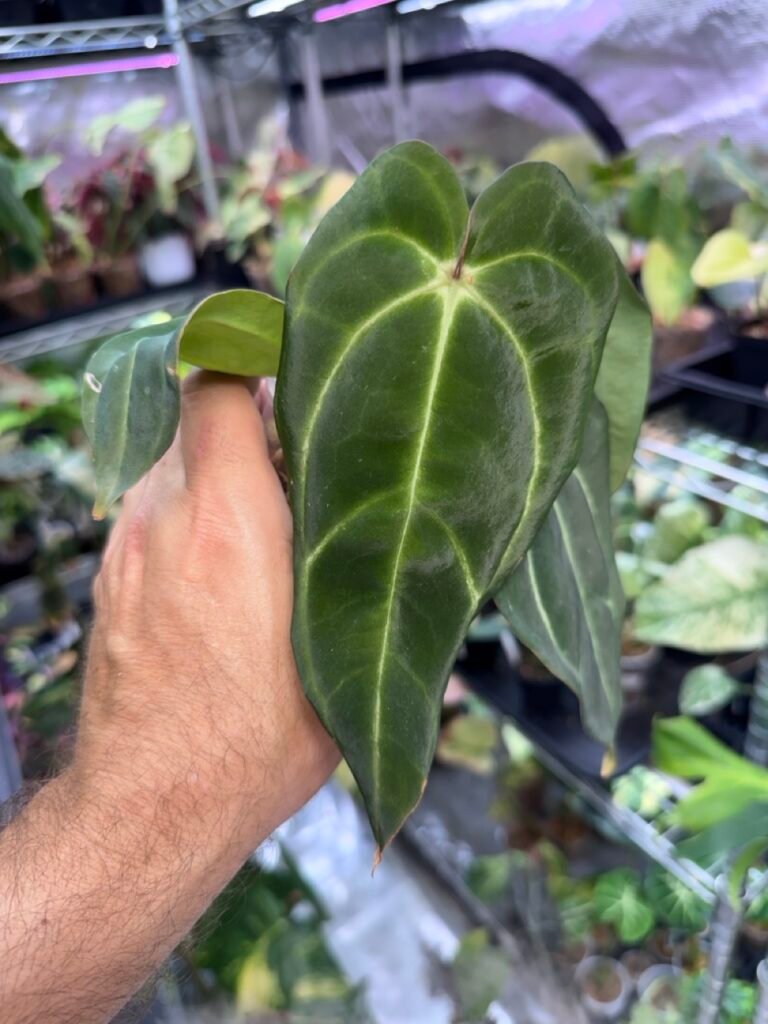 Anthurium Zara x Michelle x Carlablackiae