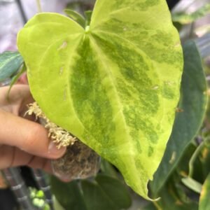 Anthurium Pedatoraditum x Crystallinum aura Exact Plant #459