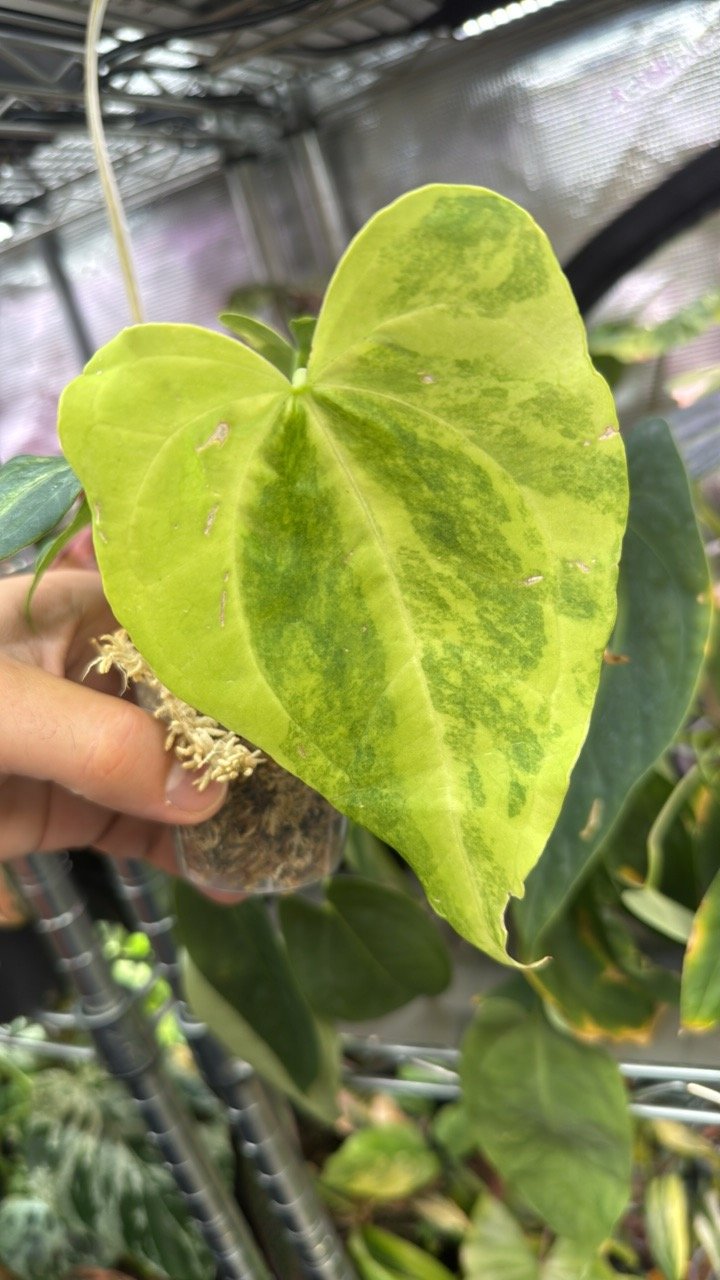 Anthurium Pedatoraditum x Crystallinum aura Exact Plant #459