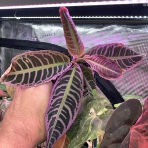 0379 Labisia Pink