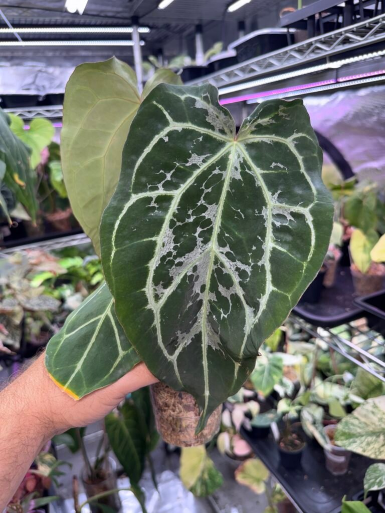 Anthurium Magnificum x (Zara x michelle) Blister #467