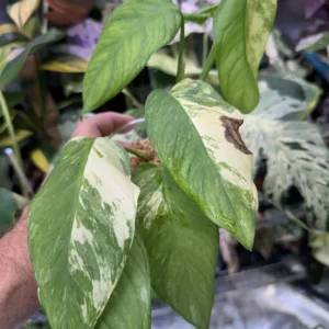 monstera mayuna variegated 601
