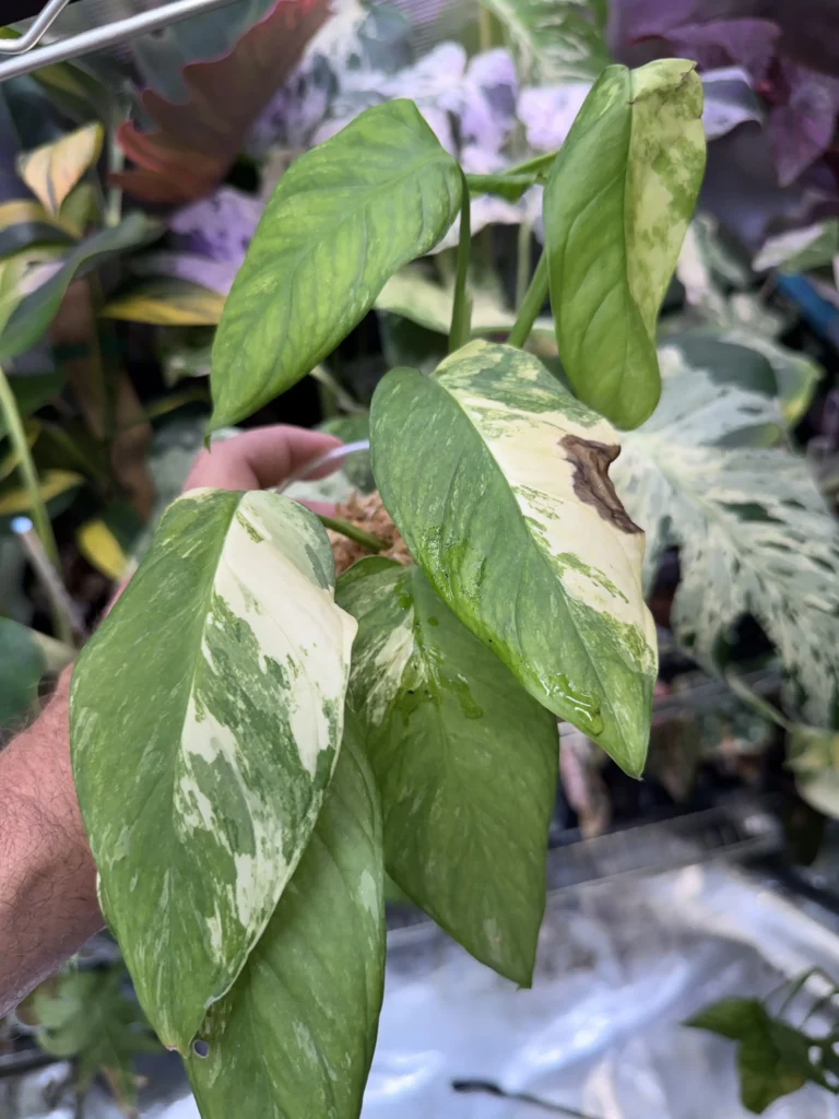 monstera mayuna variegated 601
