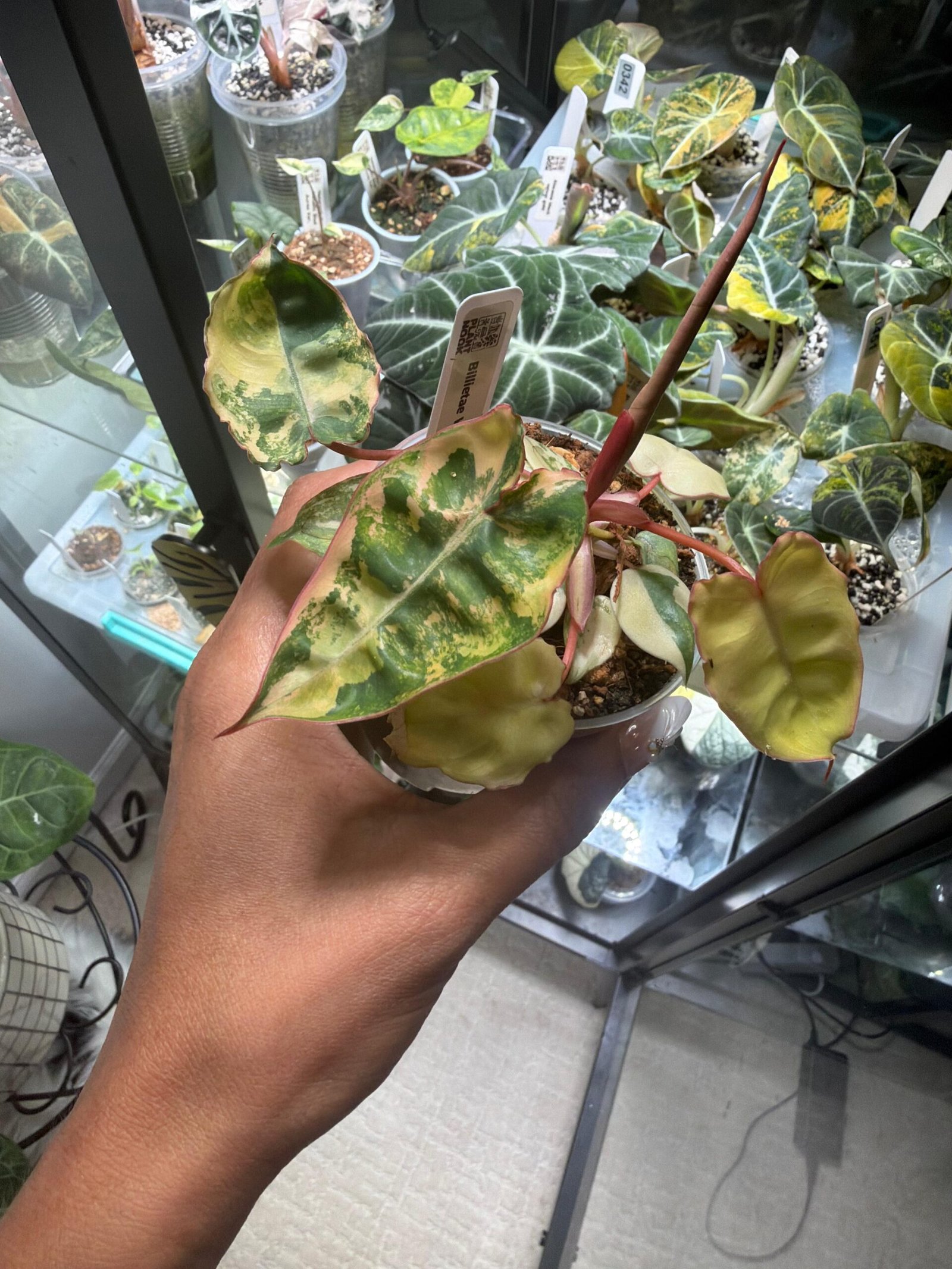 Philodendron Billietiae Variegated