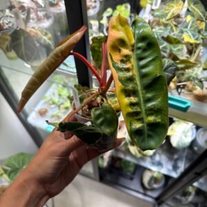 Philodendron Billietiae Variegated