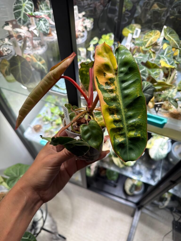 Philodendron Billietiae Variegated