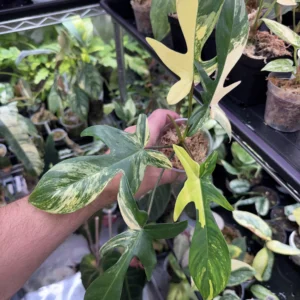 Philodendron Florida Beauty Variegated For Sale